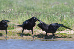 Northern Ravens at the water