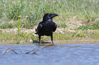 at the water Northern Raven