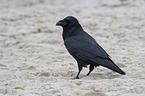 Northern Raven at the beach