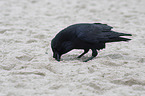 Northern Raven at the beach