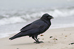 Northern Raven at the beach