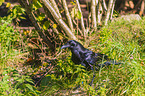 common raven