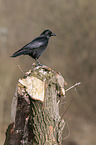 northern raven