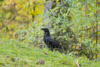 common raven