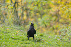 common raven