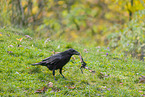 common raven