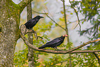 common ravens