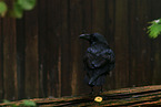 common raven