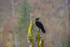 common raven