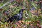 common raven