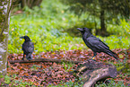 common ravens