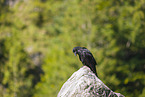 common raven