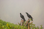 common ravens