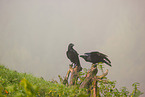 common ravens