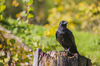 common raven