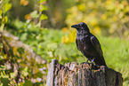 common raven