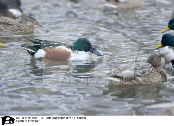 Lffelenten / northern shoveler / THA-04490