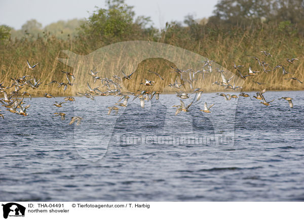 northern shoveler / THA-04491