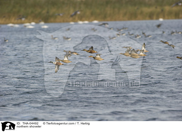 Lffelenten / northern shoveler / THA-04492
