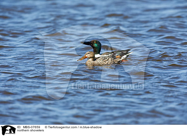 northern shovelers / MBS-07659