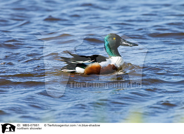 Lffelente / northern shoveler / MBS-07661