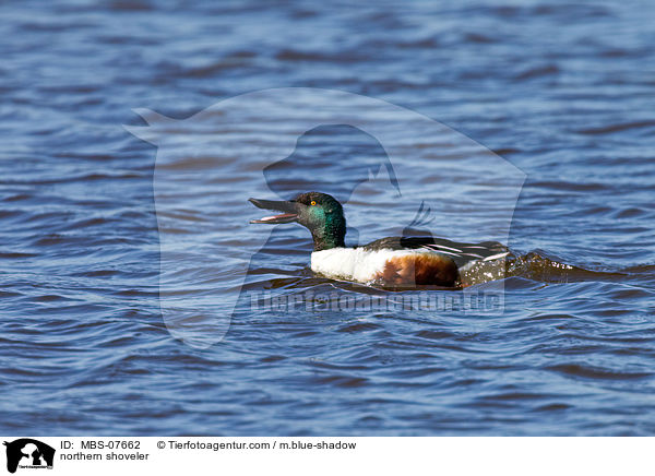 Lffelente / northern shoveler / MBS-07662