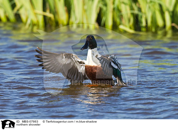 northern shoveler / MBS-07663