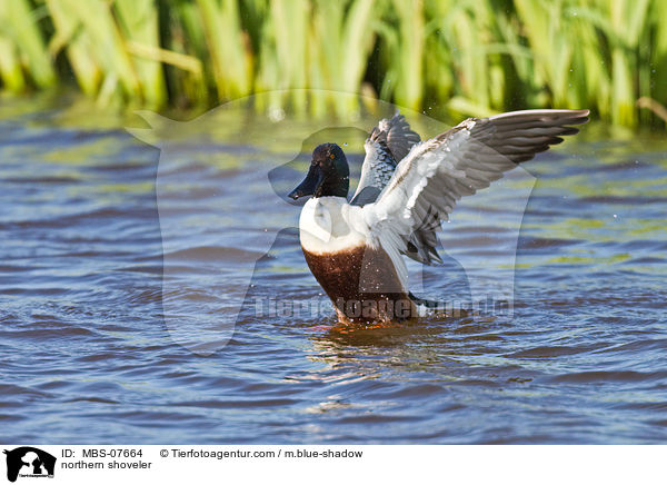 Lffelente / northern shoveler / MBS-07664