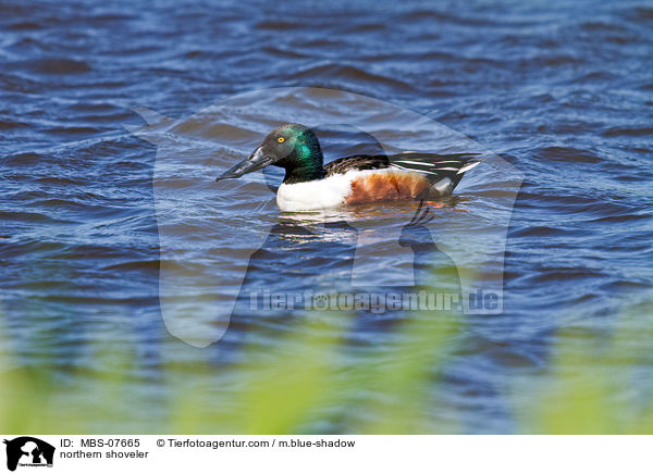 Lffelente / northern shoveler / MBS-07665