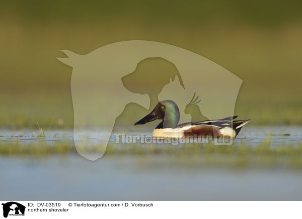 Lffelente / northern shoveler / DV-03519