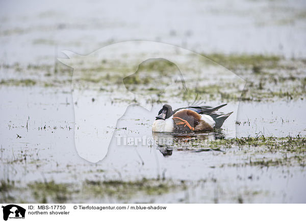 Lffelente / northern shoveler / MBS-17750