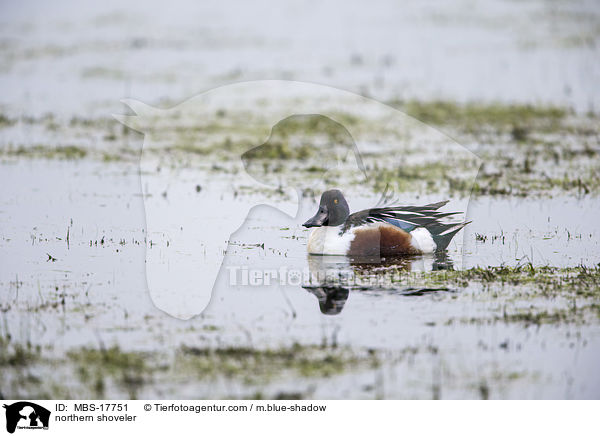 northern shoveler / MBS-17751