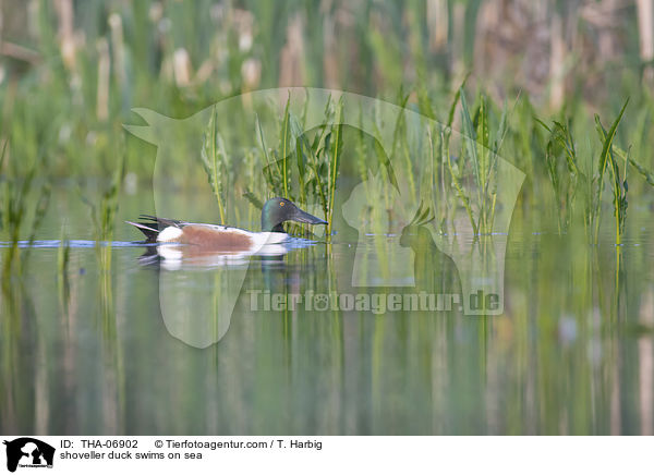 shoveller duck swims on sea / THA-06902