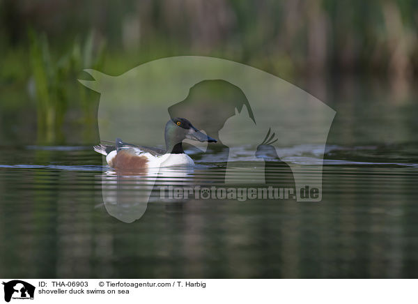 shoveller duck swims on sea / THA-06903