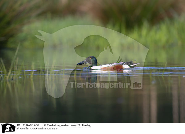Lffelente schwimmt auf See / shoveller duck swims on sea / THA-06906