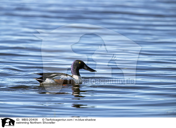 schwimmende Lffelente / swimming Northern Shoveller / MBS-20406