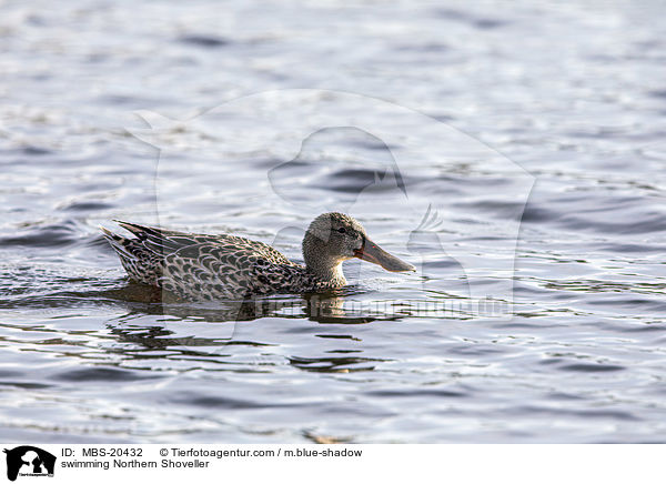 schwimmende Lffelente / swimming Northern Shoveller / MBS-20432