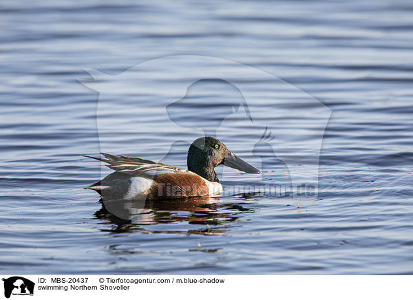 schwimmende Lffelente / swimming Northern Shoveller / MBS-20437