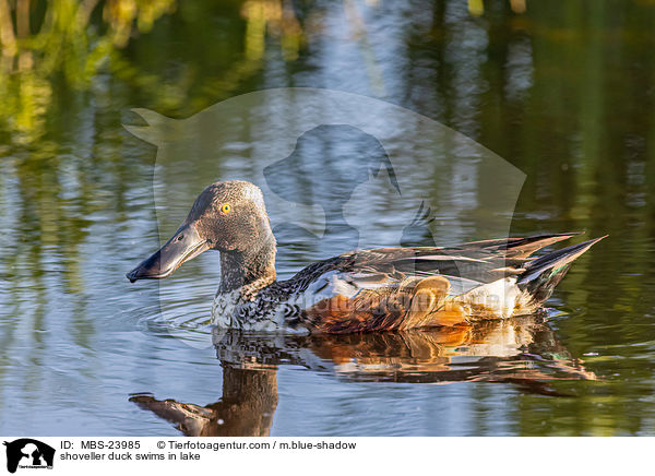 shoveller duck swims in lake / MBS-23985