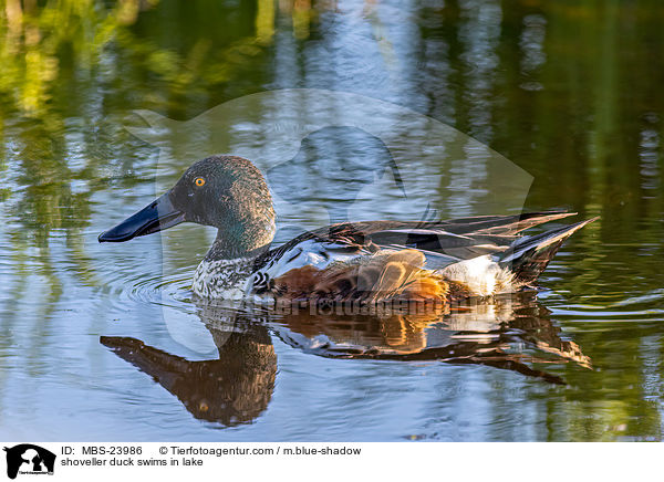 shoveller duck swims in lake / MBS-23986