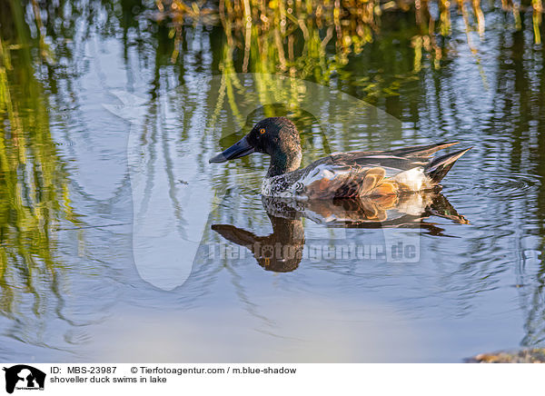shoveller duck swims in lake / MBS-23987