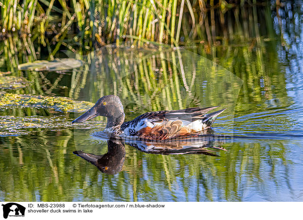 shoveller duck swims in lake / MBS-23988
