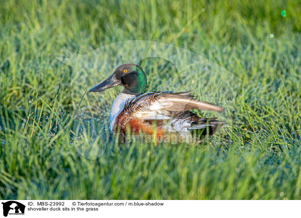 shoveller duck sits in the grass / MBS-23992