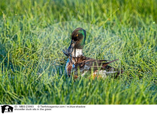 shoveller duck sits in the grass / MBS-23993