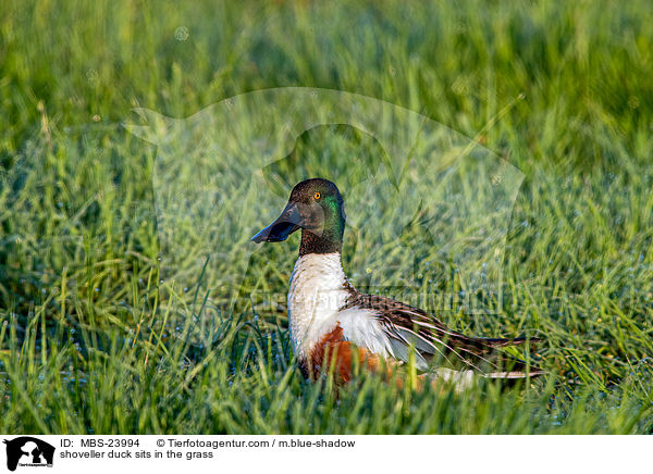Lffelente sitzt im Gras / shoveller duck sits in the grass / MBS-23994