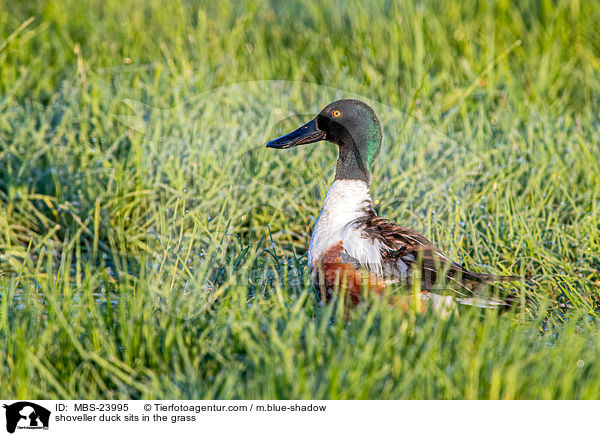 Lffelente sitzt im Gras / shoveller duck sits in the grass / MBS-23995