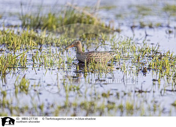 Lffelente / northern shoveler / MBS-27736