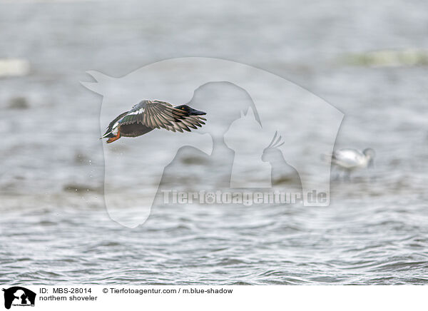 Lffelente / northern shoveler / MBS-28014