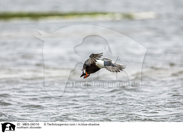 Lffelente / northern shoveler / MBS-28016