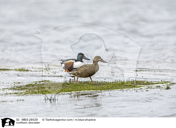 Lffelenten / northern shoveler / MBS-28029